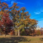 Fall trees at Dix Hill