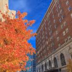 Orange leaves on Davie Street, Downtown