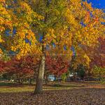 Autumn Colors in Raleigh's Nash Square