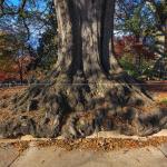 Overflowing tree trunk in Raleigh