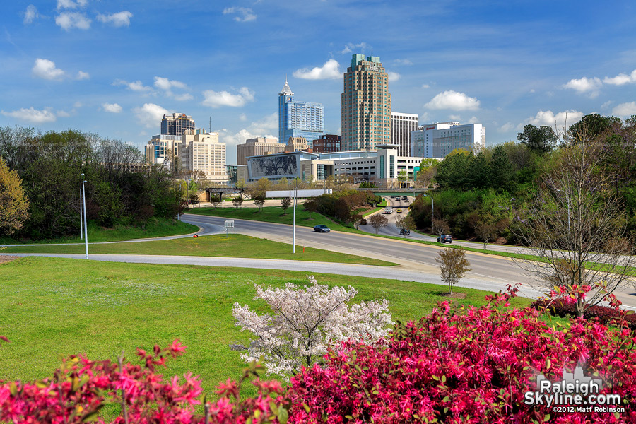 Pink Chinese fringe and Japanese Cherry Blossom blooming with Raleigh Skyline