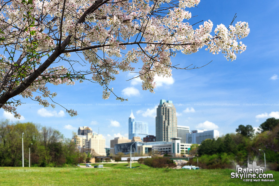 Cherry blossoms in Raleigh