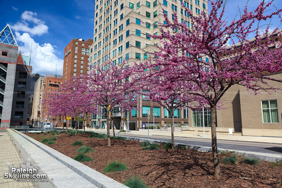Pink buds during spring in Raleigh, North Carolina