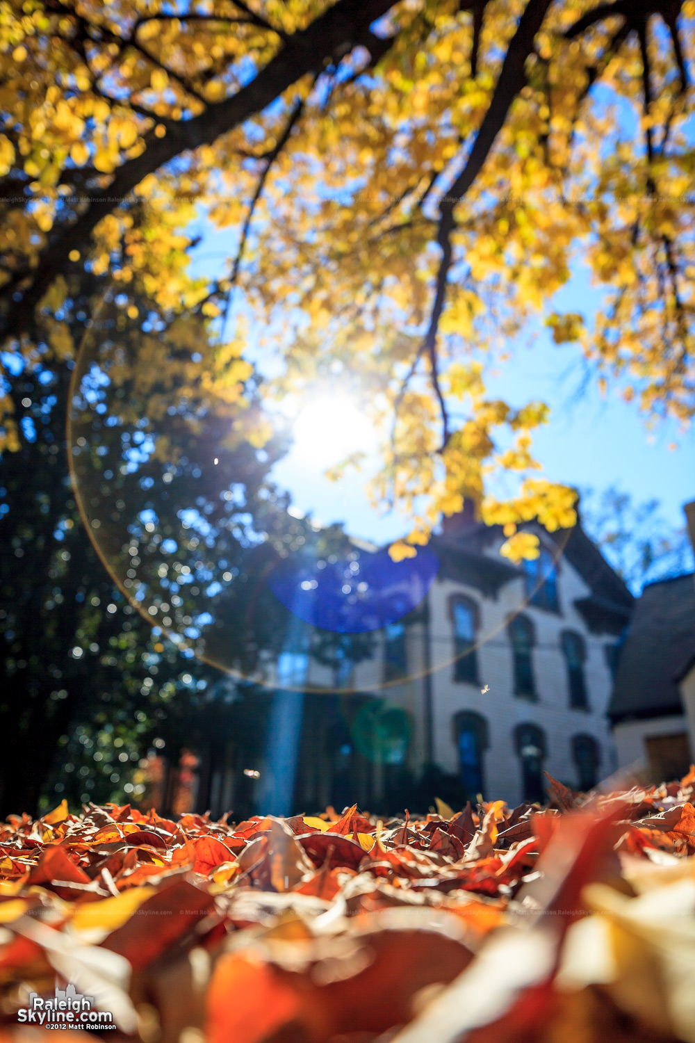 Leaf pile in Raleigh