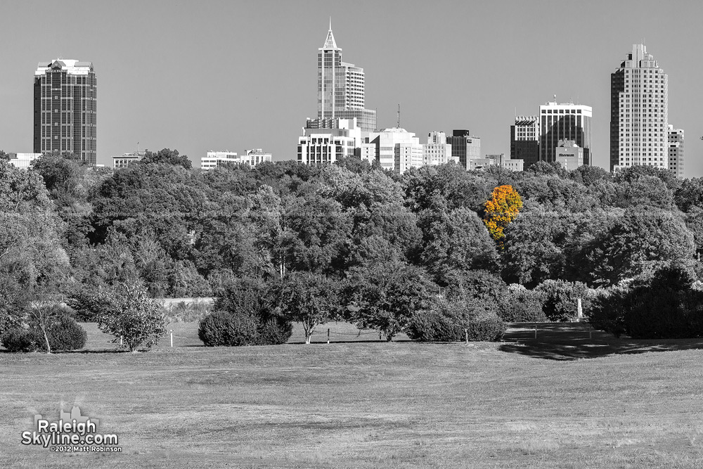 Black and white Raleigh skyline with orange tree