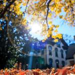 Leaf pile in Raleigh