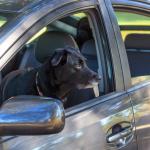 Beau looks out of the car window