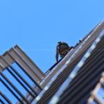 A man works on replacement the RBC Sign in Raleigh