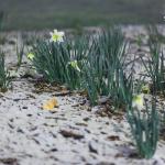 Snow on the early spring daffodils