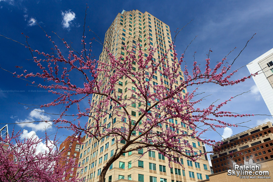 Raleigh's BB&amp;T Building with pink tree bloom in the spring