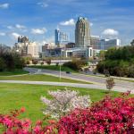 Pink Chinese fringe and Japanese Cherry Blossom blooming with Raleigh Skyline