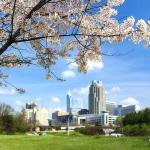 Cherry blossoms in Raleigh