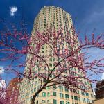 Raleigh's BB&amp;T Building with pink tree bloom in the spring