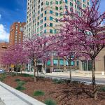 Pink buds during spring in Raleigh, North Carolina