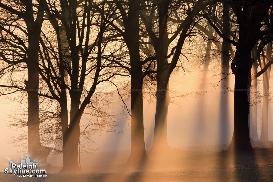 Beams of light through trees and fog