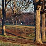 Sturdy trees on Dix Hill