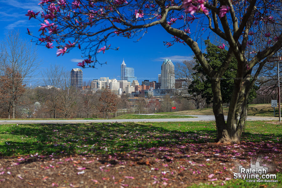 Blue skies and Pink Magnolia Blooms from Dorothea Dix