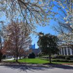 Bradford pear blooms from the NC Legislative Building