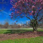 Betty Magnolia or Saucer blooming with the Raleigh Skyline