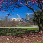 Blue skies and Pink Magnolia Blooms from Dorothea Dix