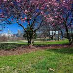 Betty Magnolia or Saucer blooming with the Raleigh Skyline