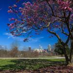 More springtime views of Raleigh, NC from Dorothea Dix