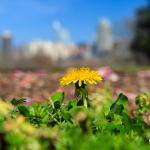 Spring dandelion