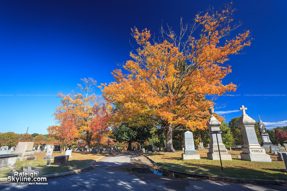 Oakwood maple in the fall