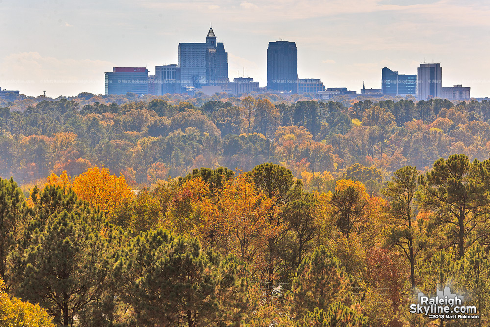 Above Raleigh's canopy of leaves