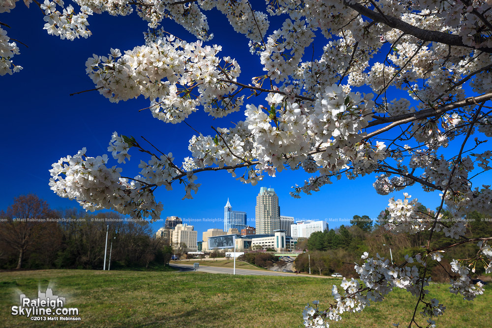 Cherry Blossoms with the Raleigh Skyline