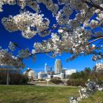 Cherry Blossoms with the Raleigh Skyline