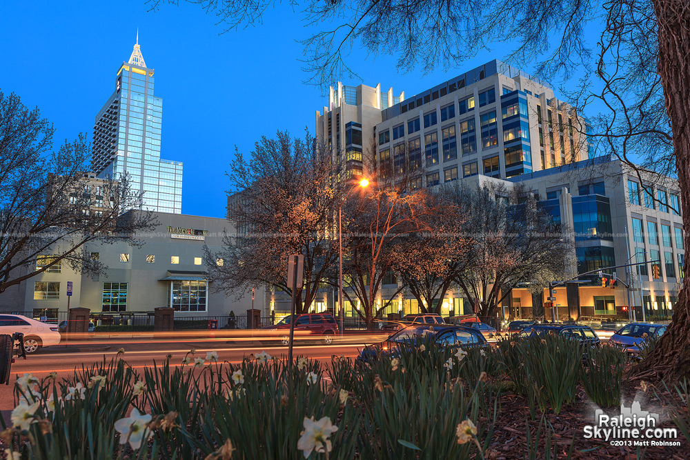 Twilight daffodils from Nash Square