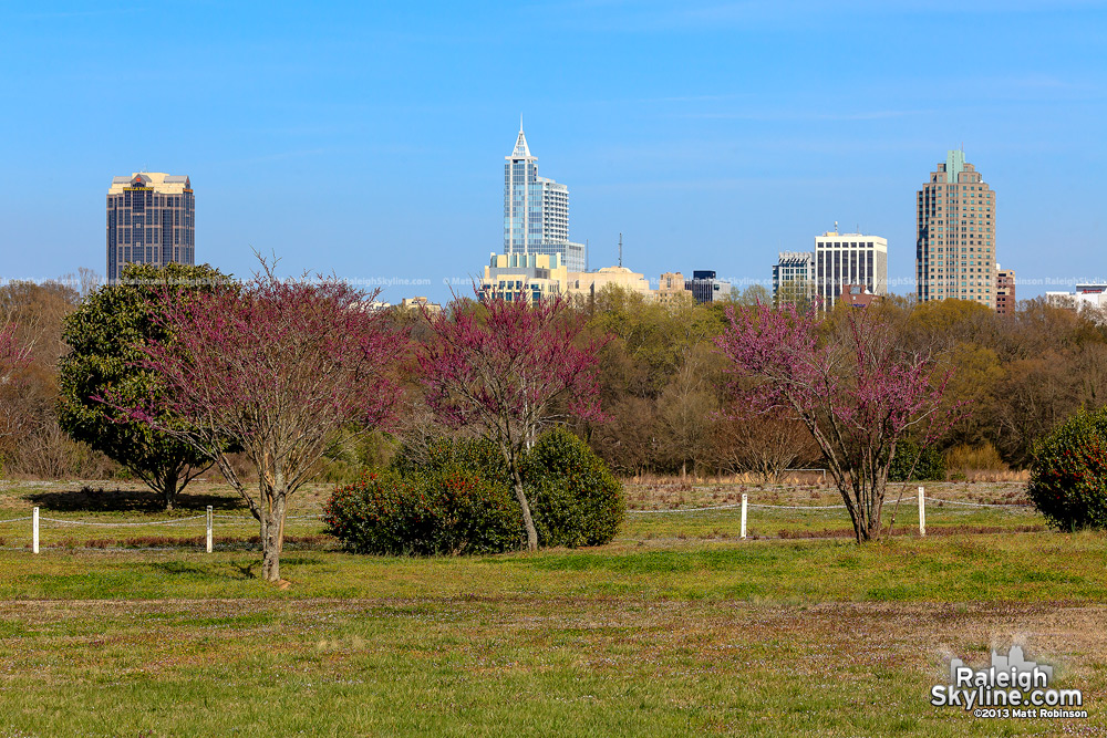 Raleigh with pink flowering trees