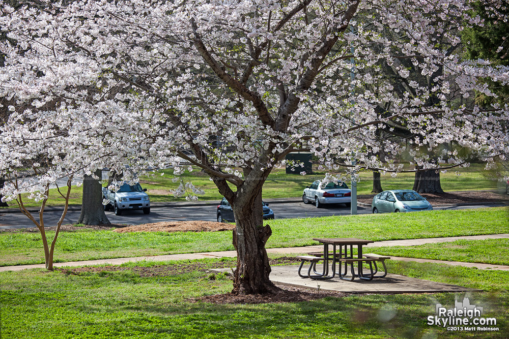 White blossom at Dorothea Dix