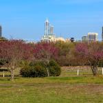 Raleigh with pink flowering trees