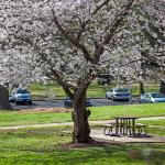 White blossom at Dorothea Dix