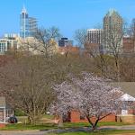 Cherry Blossom tree blooming with downtown Raleigh