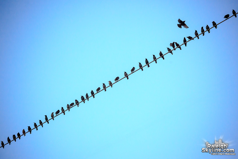 Birds on a West Street wire