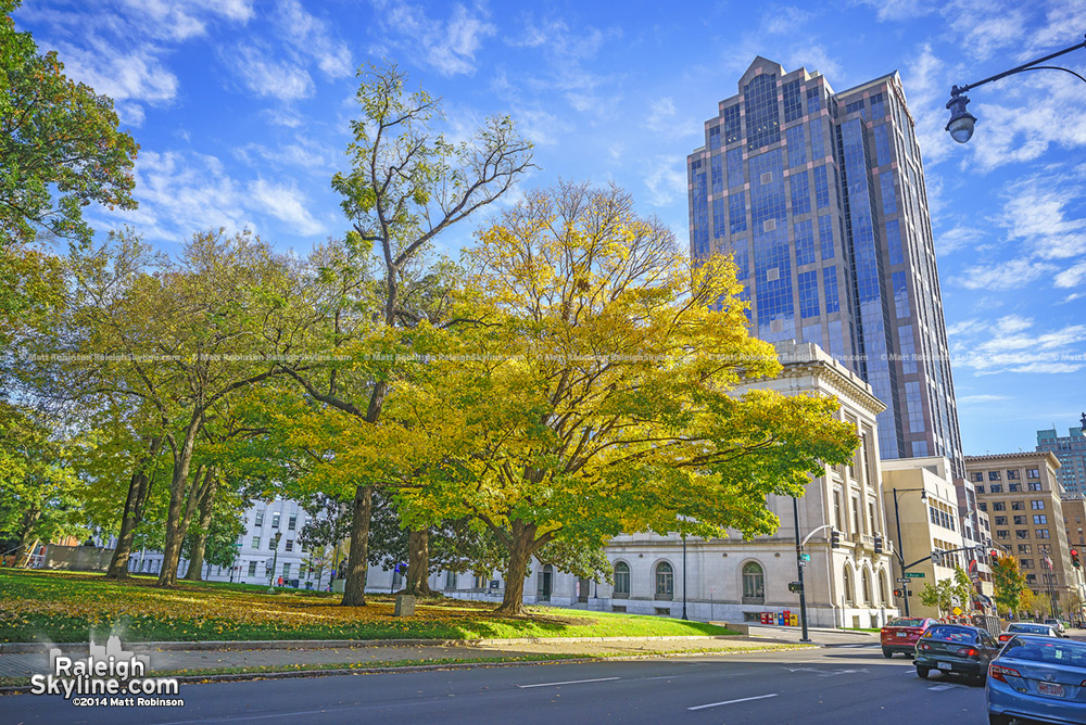 Yellow Leaves in Downtown Raleigh