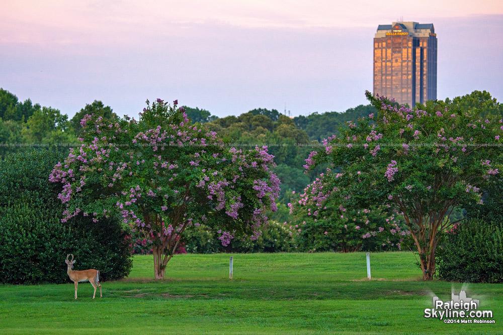 A deer at sunset