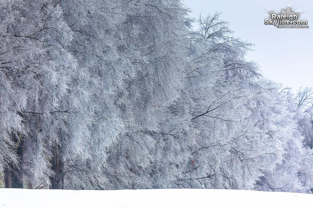 Ice glazes trees at Dorothea Dix on February 13, 2014