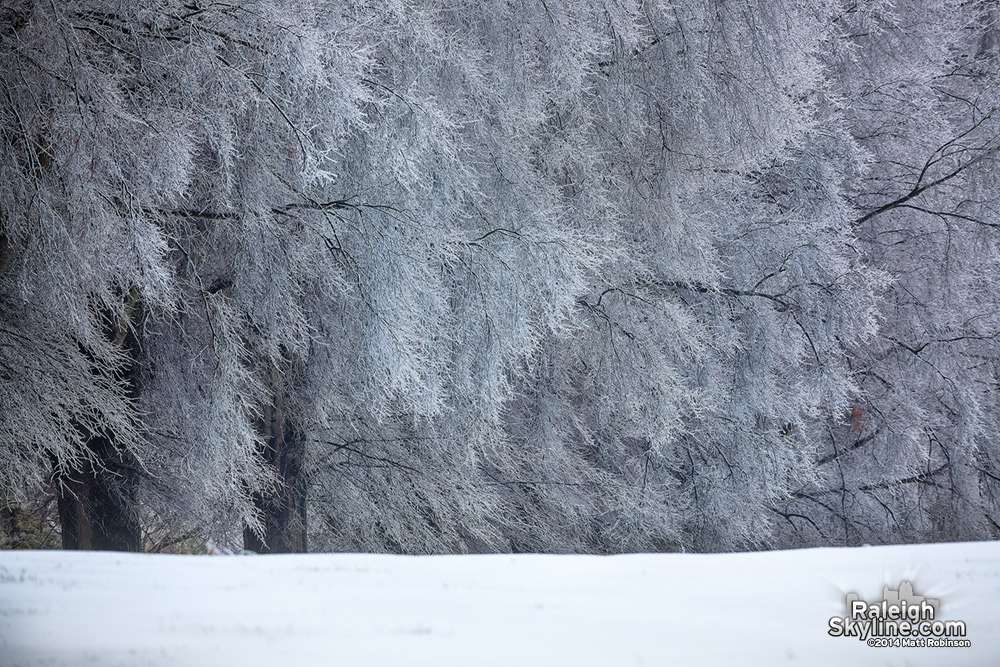 Old trees covered in ice in Raleigh