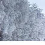 Ice glazes trees at Dorothea Dix on February 13, 2014