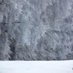 Old trees covered in ice in Raleigh