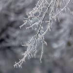 Ice covered tree branch in Raleigh 