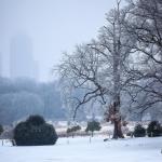 Winter icy trees with downtown Raleigh