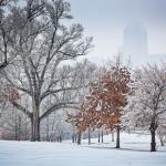 Downtown Raleigh Ice Storm Landscape