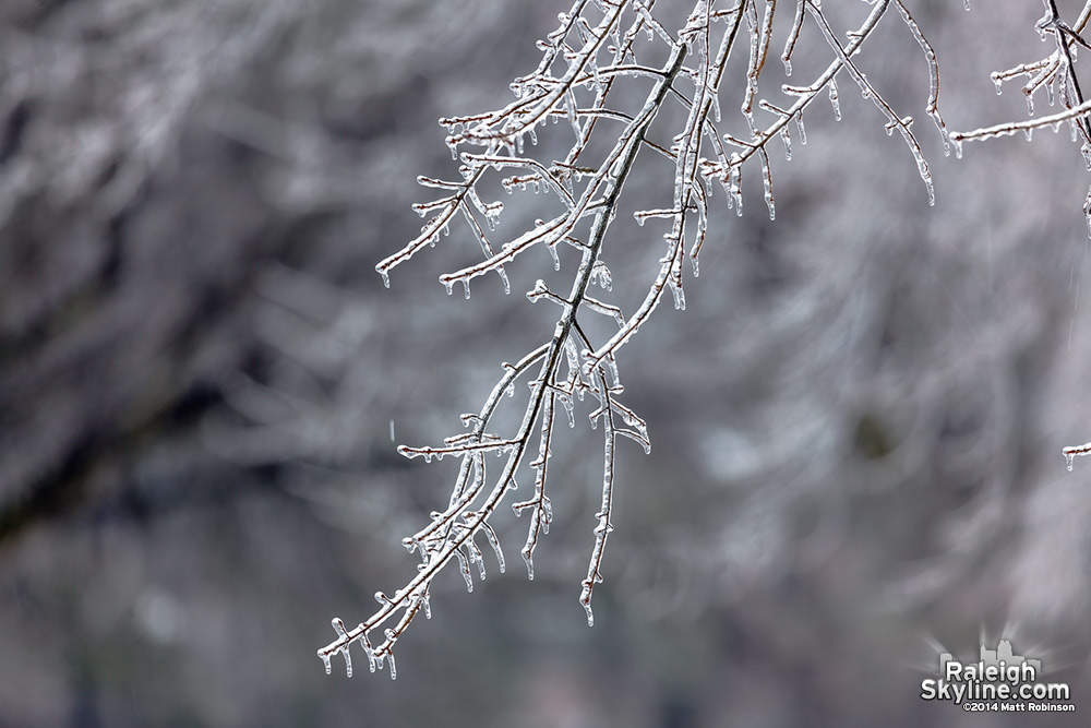 Ice covered tree branch in Raleigh 