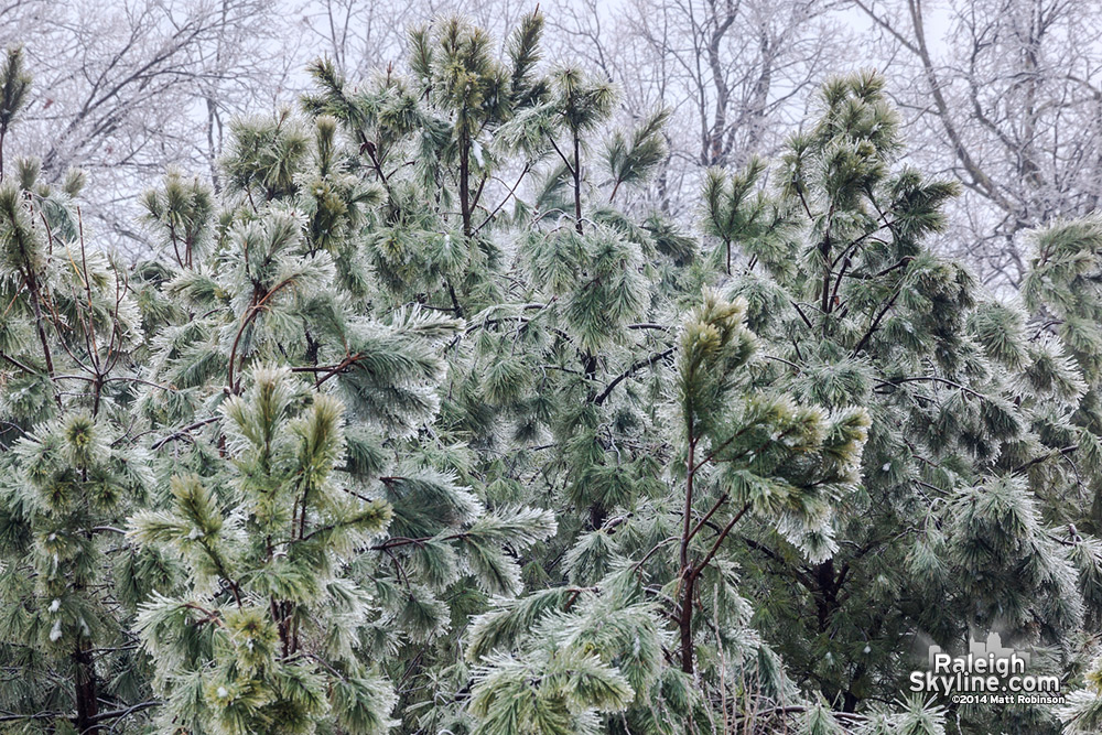 Icy pine