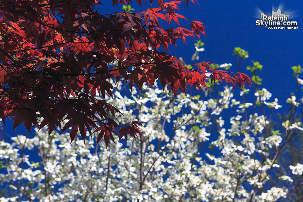 Red Japanese Maple and White Dogwood Blooms